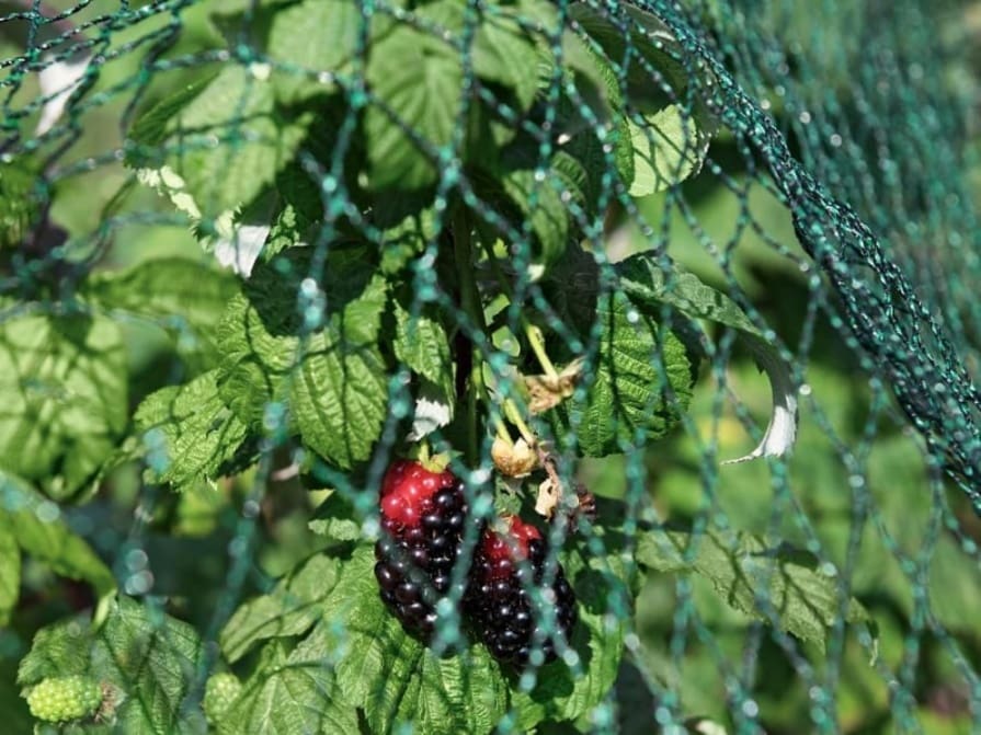 Birdnet R - Vogelschutznetz vor Brombeeren